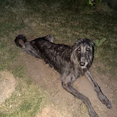 Windhunde - Treffen der besonderen Schönheiten
HERZLICH WILLKOMMEN-Beitrag-Bild