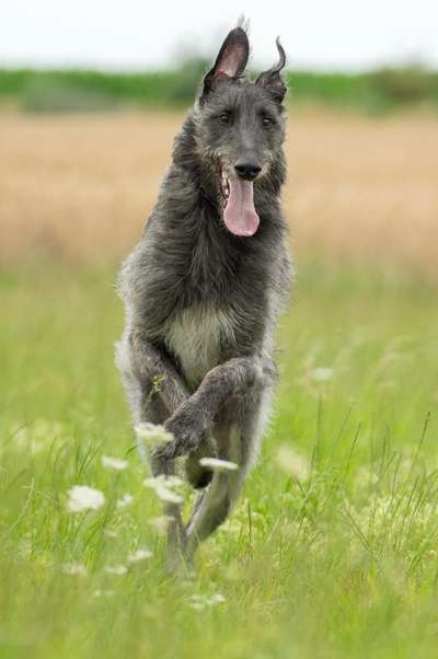 Windhunde - Treffen der besonderen Schönheiten
HERZLICH WILLKOMMEN-Beitrag-Bild