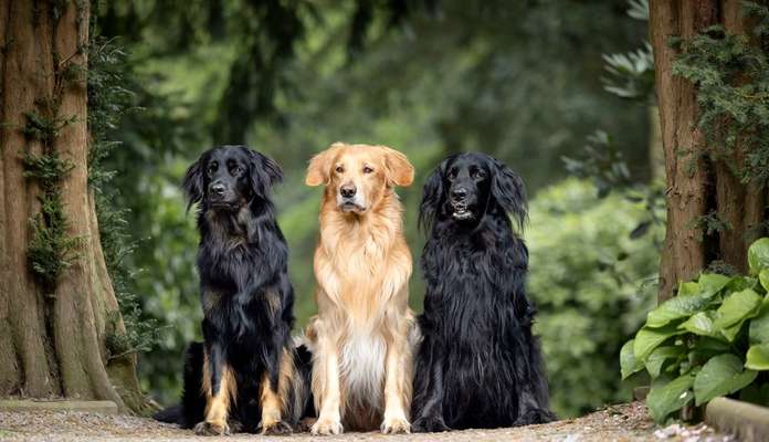 Foto -Challenge  Thema : Dein Hund Im Wald-Beitrag-Bild