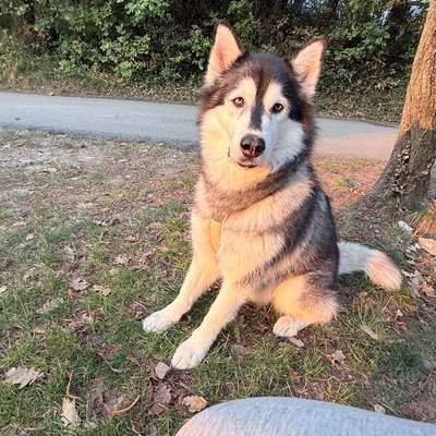 Hundetreffen-Spielen und laufen-Bild