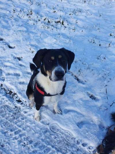 Appenzeller Sennenhunde-Beitrag-Bild