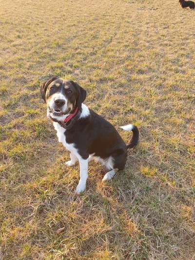 Schweizer Sennenhunde-Beitrag-Bild