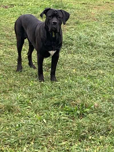 Rassensuche Cane Corso Italiano-Beitrag-Bild