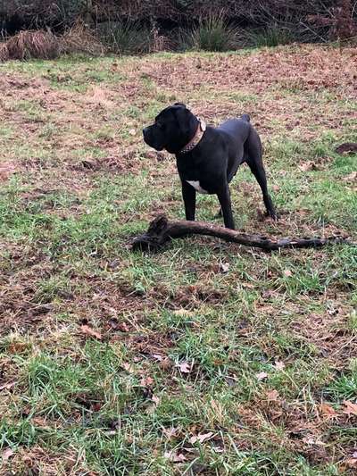 Rassensuche Cane Corso Italiano-Beitrag-Bild