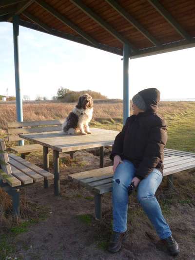 31. Handy - Fotochallenge
Vierbeiner mit am Tisch-Beitrag-Bild