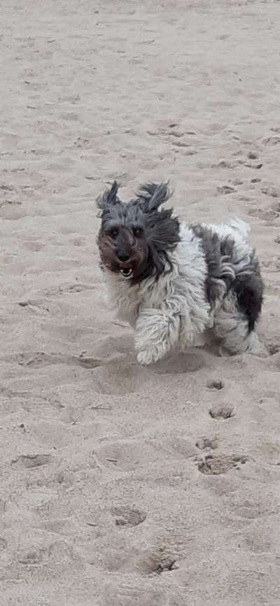 Foto Challenge Nr. 137 - Lass die Ohren fliegen-Beitrag-Bild