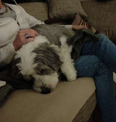 85. Foto Challenge : Schosshund-Beitrag-Bild