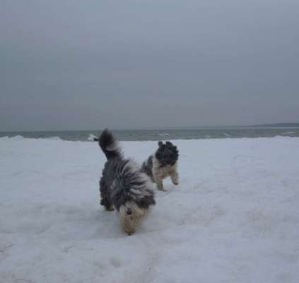 Dein Hund im Dogorama-Kalender 2021-Beitrag-Bild