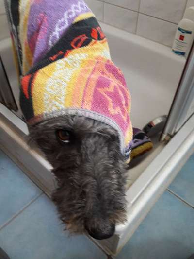 Foto-Challenge: Der schmollende Hund-Beitrag-Bild