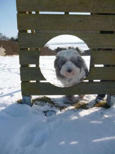 Dogorama Photo Challenge - Durchblick-Beitrag-Bild