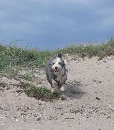 Dein Hund im Dogorama-Kalender 2021-Beitrag-Bild