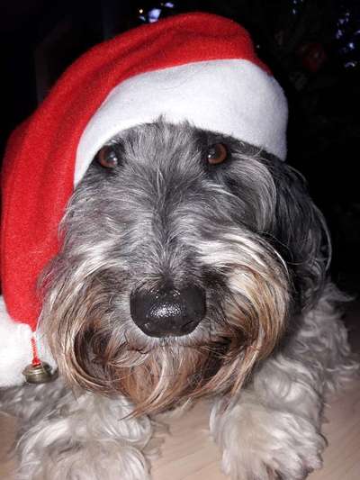 It's beginning to look a lot like.....-Beitrag-Bild