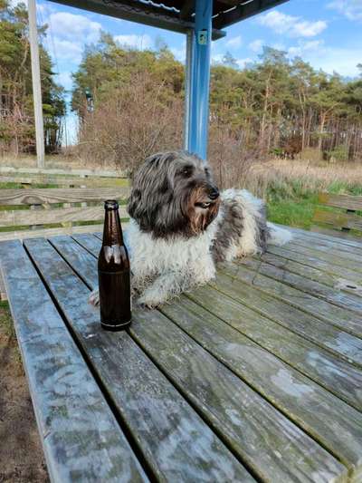 Dogorama Photo Challenge - Mein Holz und ich-Beitrag-Bild