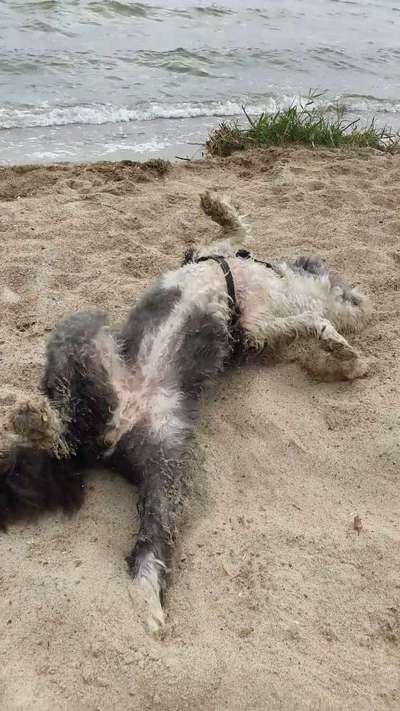 Dogorama Photo Challenge - Zeigt her eure Bäuche-Beitrag-Bild