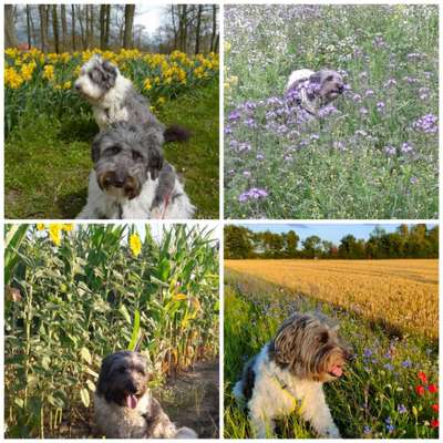 47. Collage Challenge - Sag's mit Blumen-Beitrag-Bild