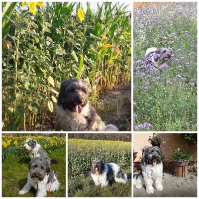 27. Collagen Challenge - Dein Hund mit Blume(n)-Beitrag-Bild
