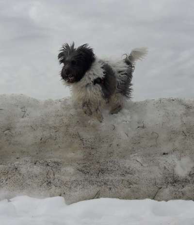 61. Handyfotochallenge - der springende Hund-Beitrag-Bild