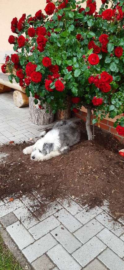 140. Foto Challenge - schattiges Plätzchen-Beitrag-Bild