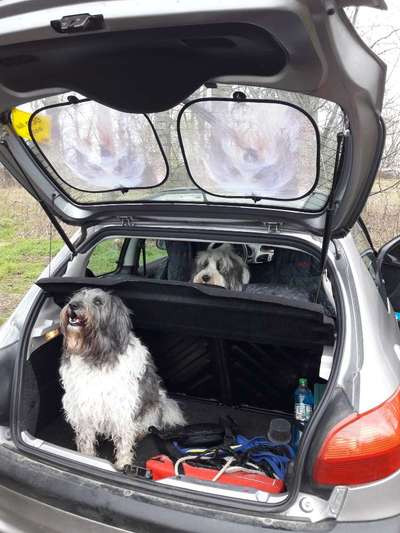 Foto Challenge Thema "Hunde im Auto"-Beitrag-Bild