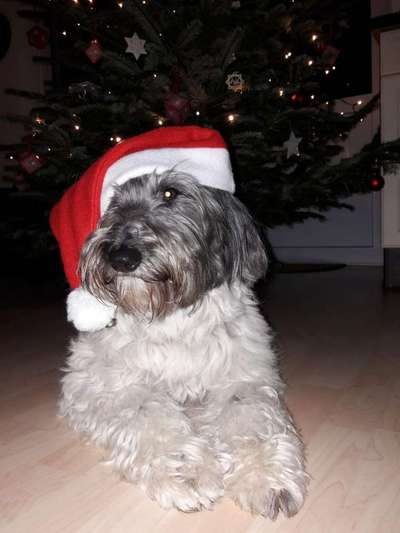 Dein Hund im Dogorama-Kalender 2021-Beitrag-Bild