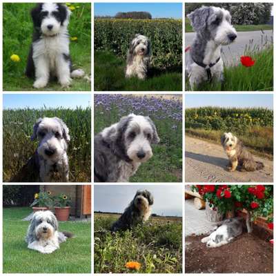 27. Collagen Challenge - Dein Hund mit Blume(n)-Beitrag-Bild