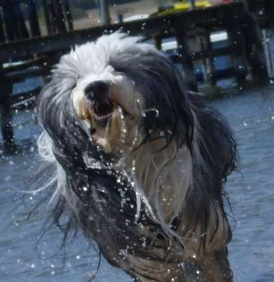 Handy Foto Challange Nr. 46  Happy Dog-Beitrag-Bild