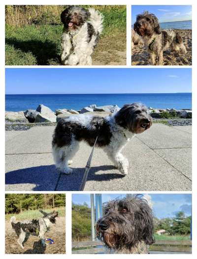 52. Collagenchallenge: Dein Hund im Sonnenschein-Beitrag-Bild