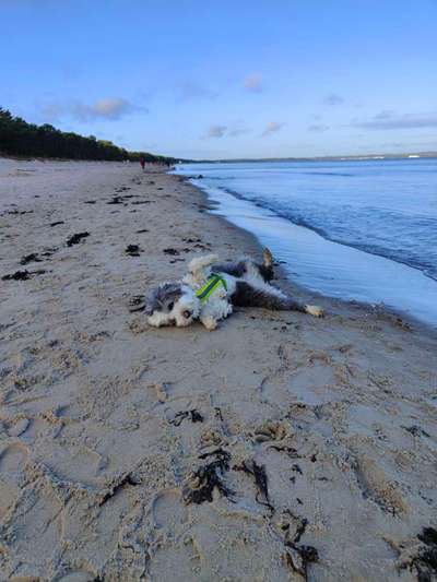 Handy Fotochallenge Nr. 52: Dein Hund mit blauem Himmel-Beitrag-Bild