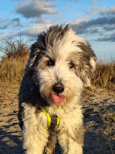 156. Fotochallenge *** DEIN HUND UND DIE WUNDERSCHÖNEN WOLKEN ***-Beitrag-Bild