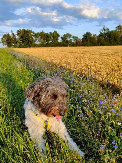 20. Farben Fotochallenge: Gold / Goldgelb / Stohgelb-Beitrag-Bild