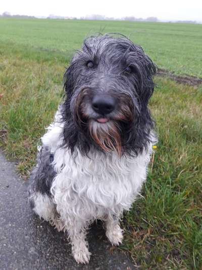 Hund im Regen☔🌬️🌧️-Beitrag-Bild