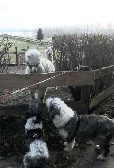 Fotochallenge Nr. 51 "Euer Hund mit anderen Tieren"-Beitrag-Bild