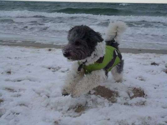 Dein Hund im Dogorama-Kalender 2021-Beitrag-Bild