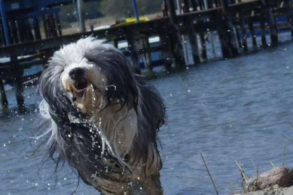 Fotowettbewerb: Wasserratte-Beitrag-Bild