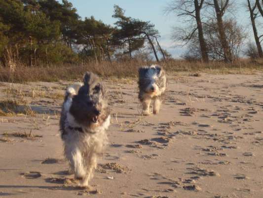 Die Dogorama Wochen Challenge "Friends will be Friends"-Beitrag-Bild