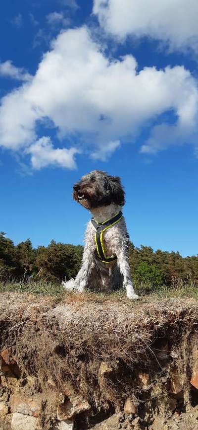 156. Fotochallenge *** DEIN HUND UND DIE WUNDERSCHÖNEN WOLKEN ***-Beitrag-Bild