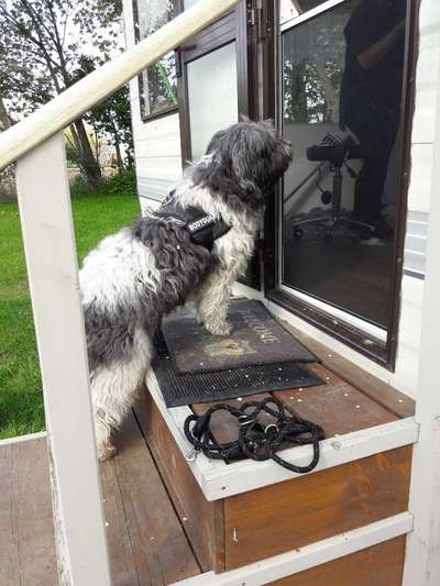 Dogorama Photo Challenge - Durchblick-Beitrag-Bild