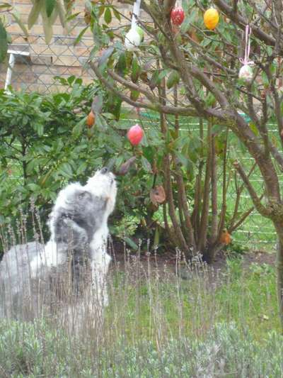 Dein Hund im Dogorama-Kalender 2021-Beitrag-Bild