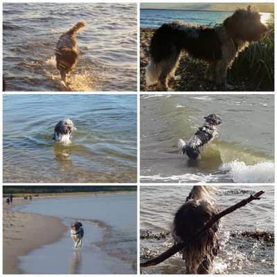 51.Collagen Challenge: Wasserhunde-Beitrag-Bild