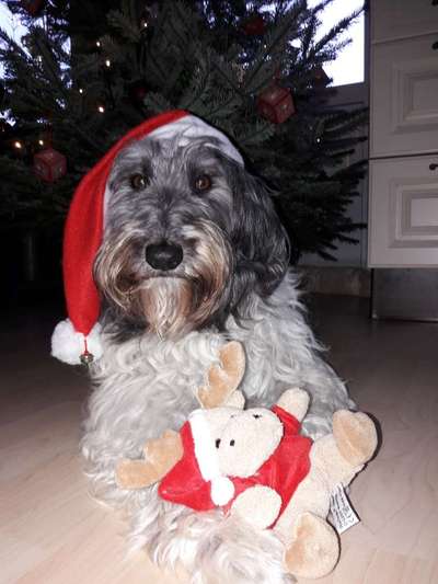 Dogorama Photo Challenge - Weihnachtsbaum-Beitrag-Bild