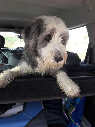 Foto Challenge Thema "Hunde im Auto"-Beitrag-Bild