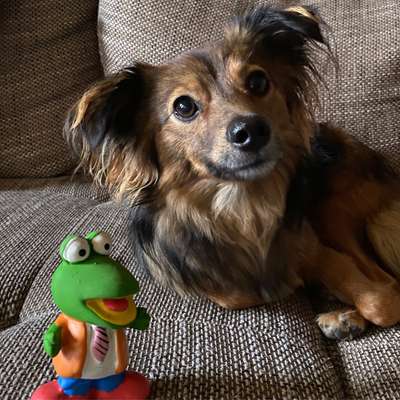 Dogorama Photo Challenge - Lieblingsspielzeug!-Beitrag-Bild