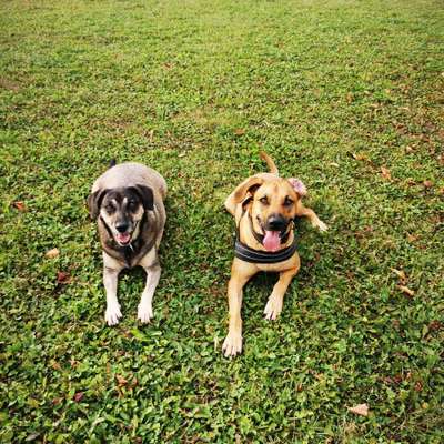 Hundetreffen-Gassirunde-Bild