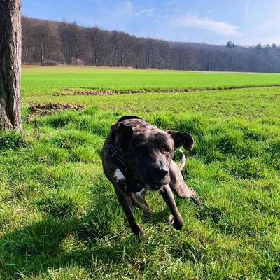 Hundetreffen-Spielkameraden gesucht!-Bild