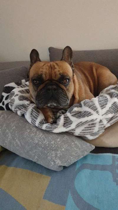 Französische Bulldoggen-Beitrag-Bild