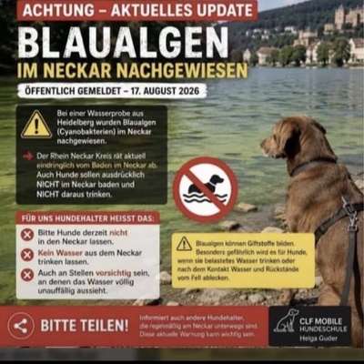 Giftköder-Blaualgen-Bild