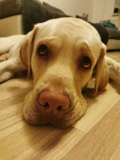 Zeigt mir die tollste Nahaufnahme von eurer Fellnase-Beitrag-Bild