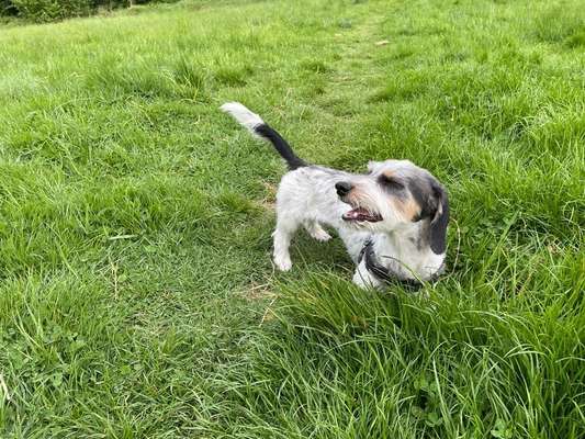 Hundetreffen-Dackel Flóki sucht Spielkameraden in der gleichen Gewichtsklasse-Bild