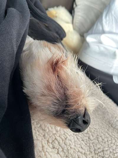 Dogorama Photo Challenge - Details Ganz nah-Beitrag-Bild