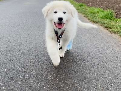 Hundetreffen-Welpenspielgruppe in Langenfeld-Bild